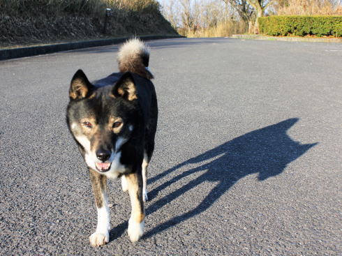 香川 城山展望台で出会った犬