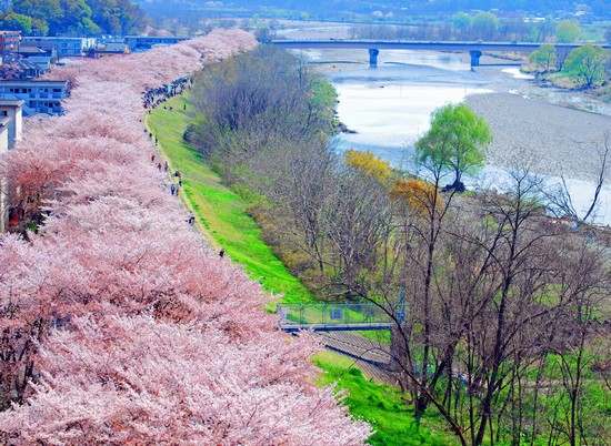 これは圧巻！桜並木が2.5km、幸せすぎる桜スポットが東京にある風景