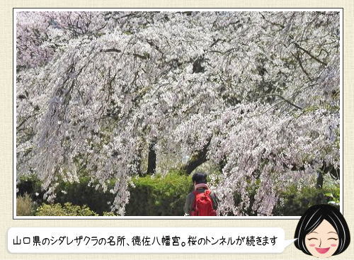 徳佐八幡宮の桜、370m続く枝垂桜のトンネルがお見事