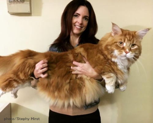 で、でかすぎ！世界一大きくて長い猫「メインクーン」に衝撃