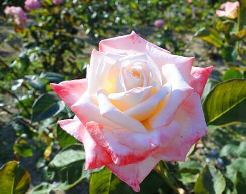 蜂ヶ峯総合公園に180種類のバラ4