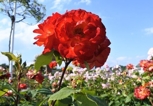 蜂ヶ峯総合公園に180種類のバラ2