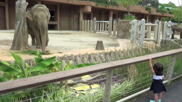 東山動物園 ゾウ