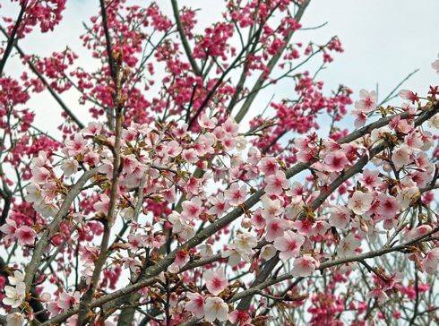 鹿児島の桜が見頃に