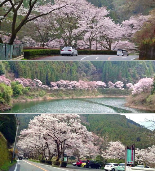 日向神ダムの千本桜、福岡・八女の桜の名所は湖・桜・奇石のコラボレーション