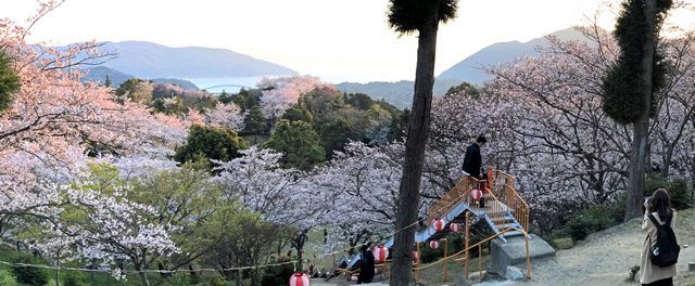 開山公園の桜と滑り台