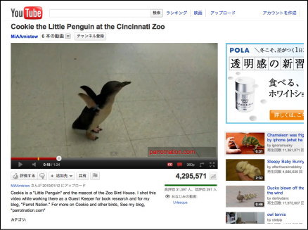 シンシナティ動物園のペンギンが、大ハシャギ
