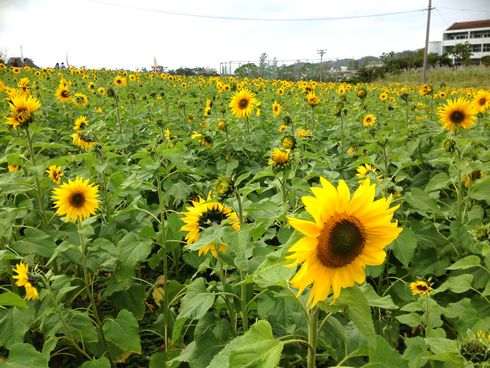ひまわり開花！沖縄県北中城村に広がる夏の風景