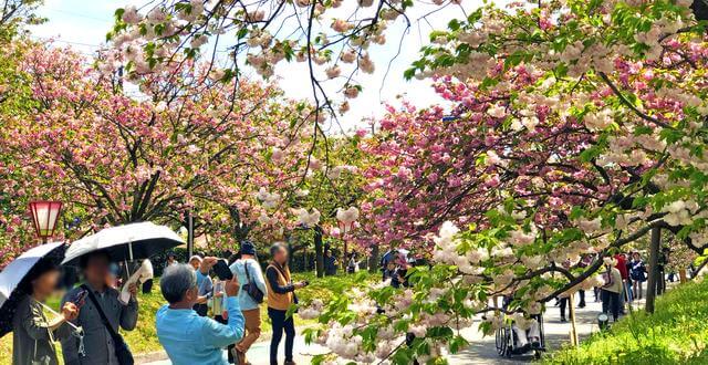広島の造幣局で遅咲きの桜楽しむ「花のまわりみち」見頃へ