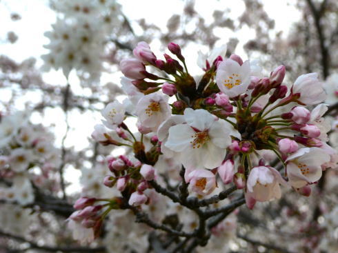 福岡 舞鶴公園の桜 写真