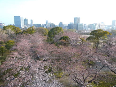 福岡 舞鶴公園 天守台から見る桜の様子