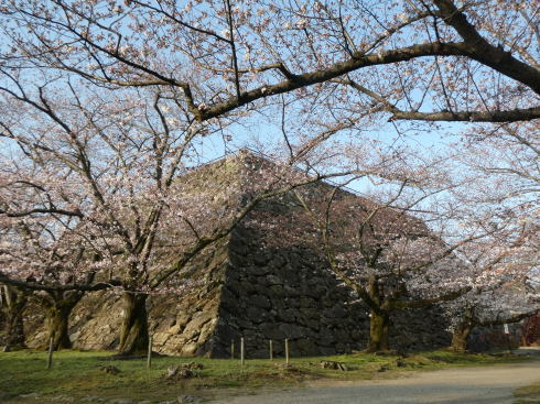 福岡 舞鶴公園 天守台と桜