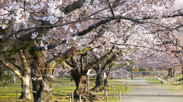 福岡 舞鶴公園 桜園