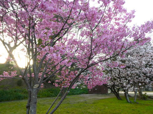 福岡 舞鶴公園の桜 写真2