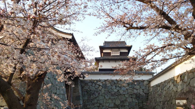 舞鶴公園に桜の季節、福岡城跡の石垣と桜のコンビが美しい名所