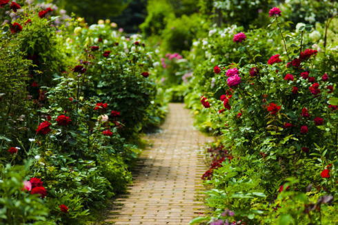 期間限定で無料公開！ロイズローズガーデンは500種以上のバラや宿根草が咲く、初夏の癒しスポット