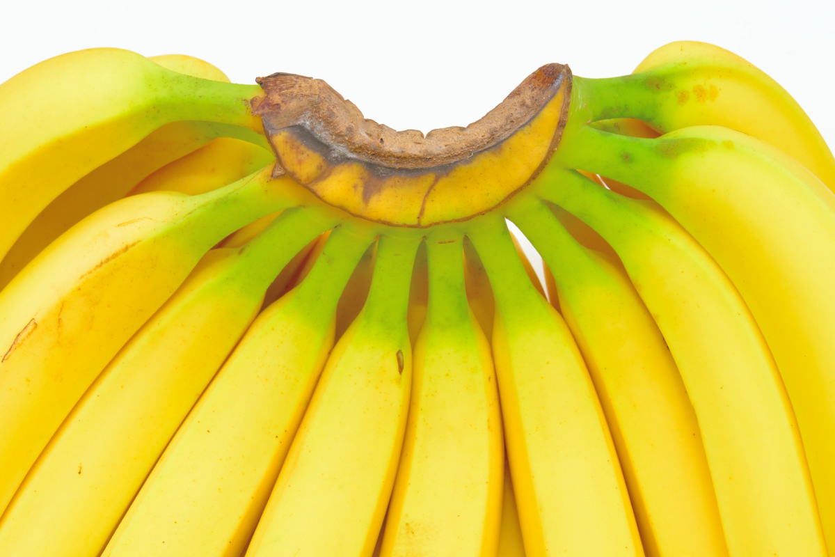 グリーンチップバナナって？若いバナナがレジスタントスターチ豊富！