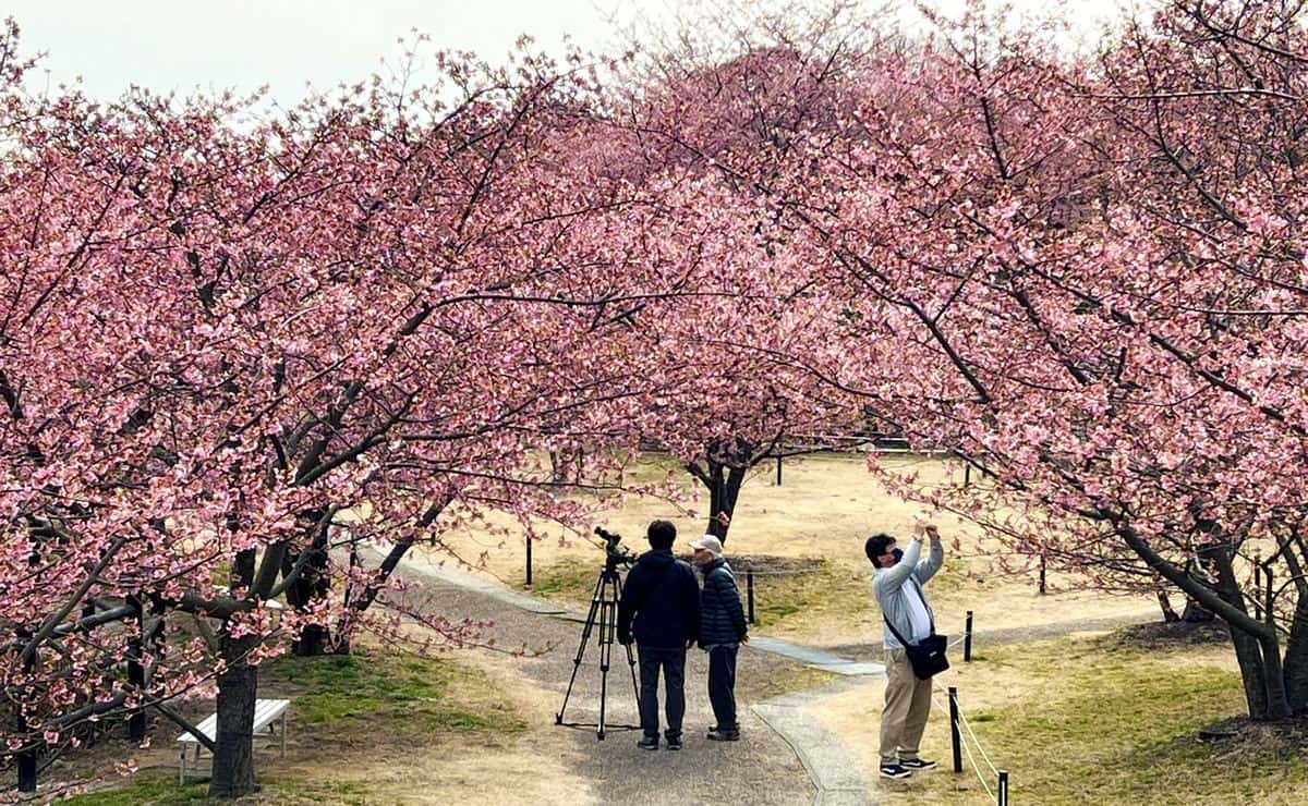 上関城山歴史公園の桜が満開！河津桜と瀬戸内の眺めに癒されるお花見スポット