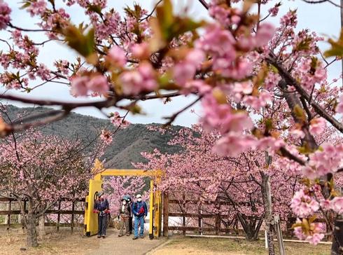 上関城山歴史公園の桜が満開！