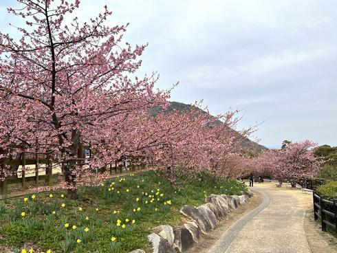 上関城山歴史公園の河津桜、2023年も見頃を迎える
