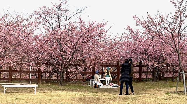 上関城山歴史公園の河津桜が満開