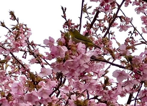 上関城山歴史公園の河津桜が満開で見頃