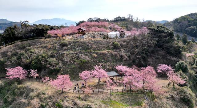 上関城山歴史公園　遊歩道と広場どちらも桜が楽しめる