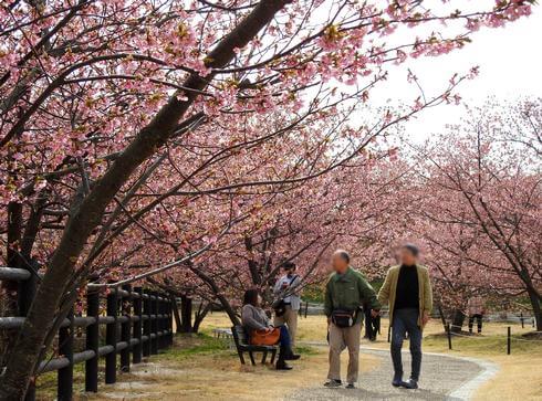 上関城山歴史公園の満開の河津桜を楽しむ人々