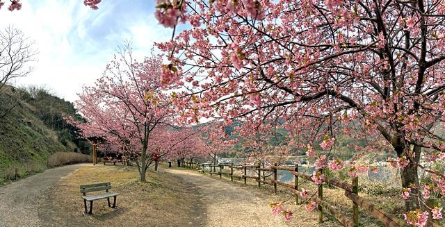 上関城山歴史公園　遊歩道に下りても桜が楽しめる