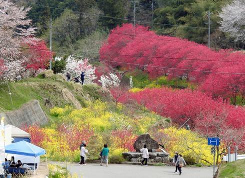 島根の桃源郷「天国に一番近い里」満開の花桃を楽しむ人々