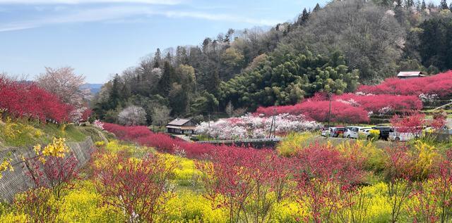 島根の桃源郷「天国に一番近い里」花桃と菜の花でいっぱいに