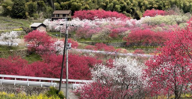 島根の桃源郷「天国に一番近い里」川角集落の花桃が満開