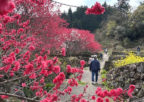 島根の桃源郷「天国に一番近い里」満開の花桃を楽しめる