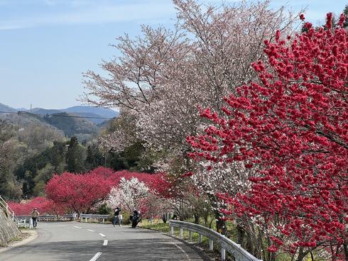 島根の桃源郷「天国に一番近い里」満開の花桃が続く道