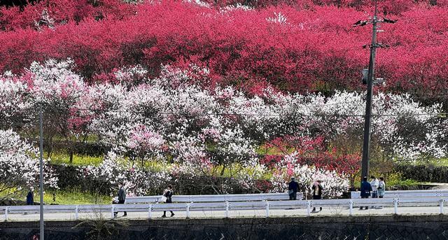 島根の桃源郷「天国に一番近い里」花桃が満開で見頃