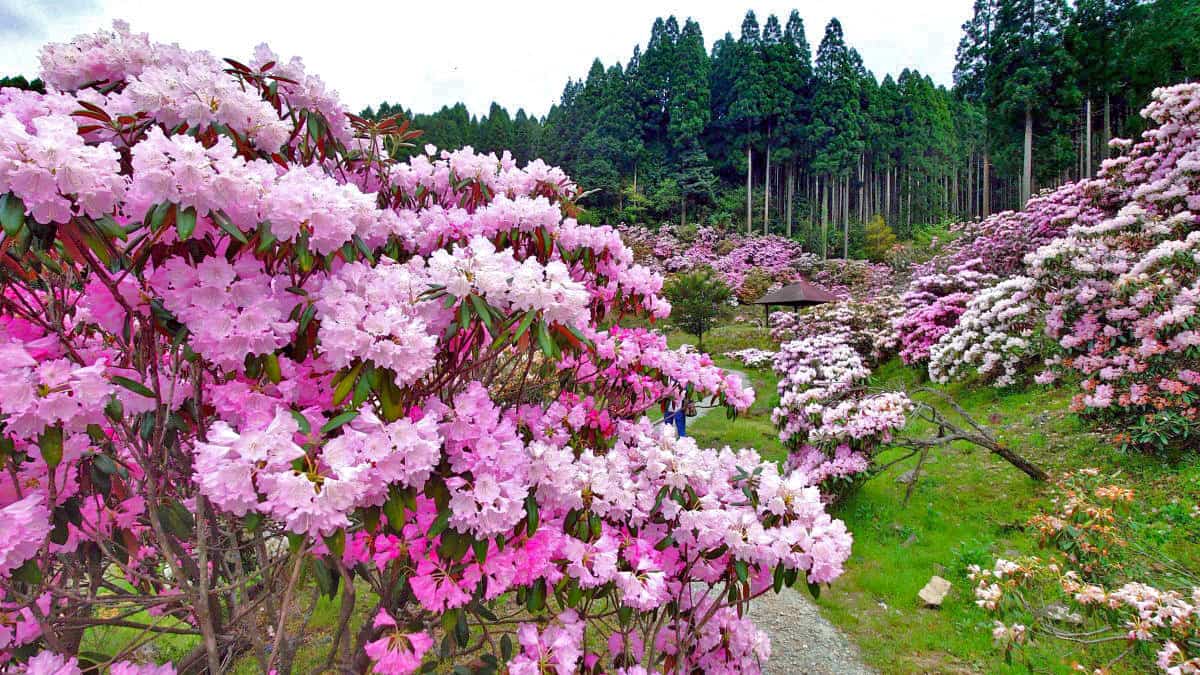 ミヤシノシャクナゲ園、福岡県八女市の山奥に緑に映える絶景花園があった！