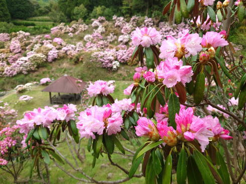 福岡県八女市 ミヤシノシャクナゲ園 しゃくなげ開花時の様子9