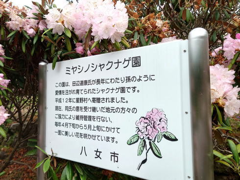 福岡県八女市 ミヤシノシャクナゲ園 しゃくなげ開花時の様子10