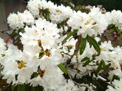 福岡県八女市 ミヤシノシャクナゲ園 しゃくなげ開花時の様子4