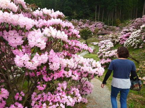 福岡県八女市 ミヤシノシャクナゲ園 しゃくなげ開花時の様子7