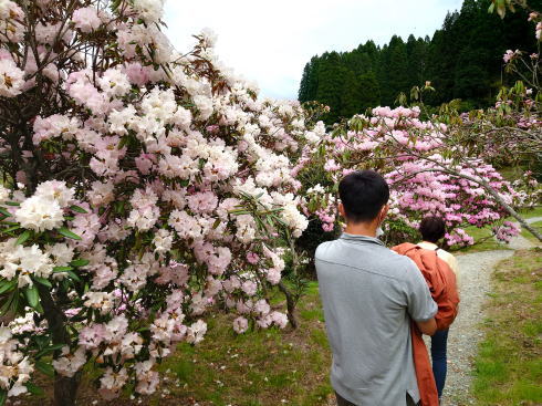 福岡県八女市 ミヤシノシャクナゲ園 しゃくなげ開花時の様子6