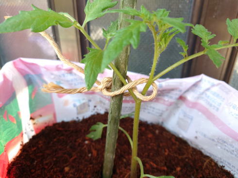 そのまま育てるトマトの土 植え付け後の写真2