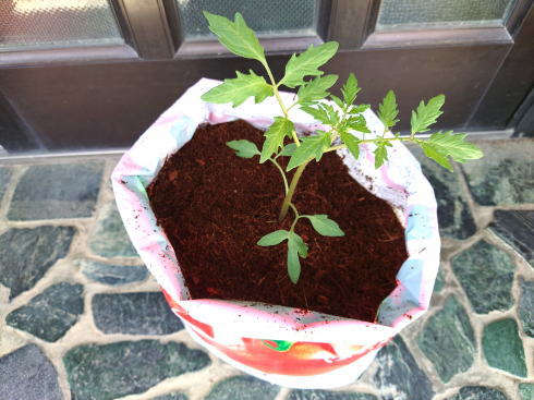 そのまま育てるトマトの土 植え付け後の写真