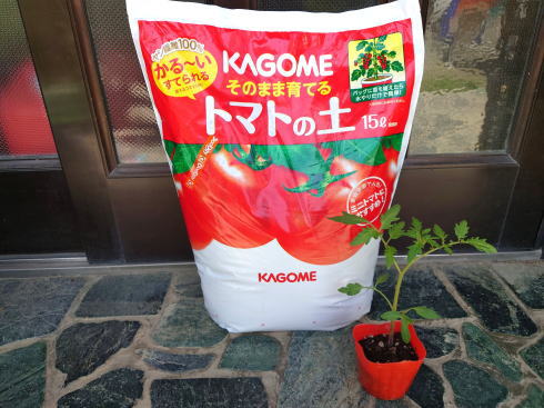 そのまま育てるトマトの土と、トマトの苗