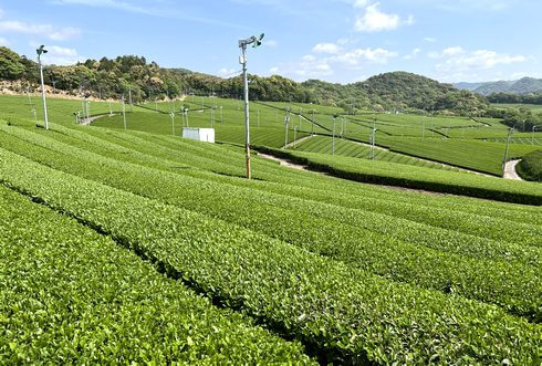 山口県の藤河内茶園、茶畑に癒されまくる
