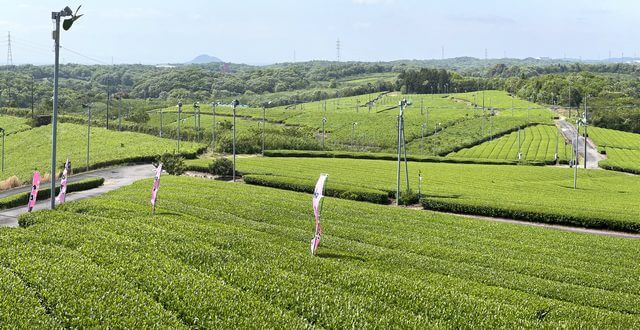 藤河内茶園（山口県の茶畑）展望台からの眺め