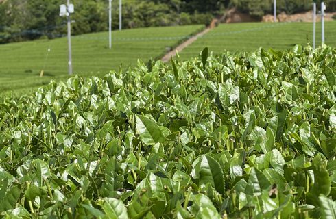 小野茶・山口茶の茶畑「藤河内茶園」の新緑が美しい 