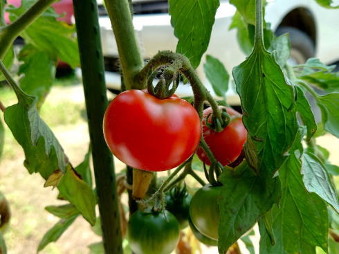 カゴメの「トマトの土」で育てたトマト 画像3