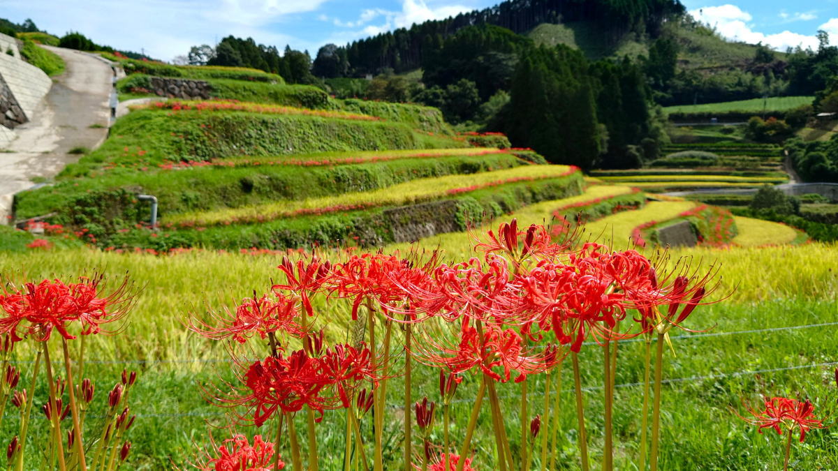 天空の里 鹿里（ろくり）の棚田に彼岸花の季節、福岡県八女市星野村 秋の風景