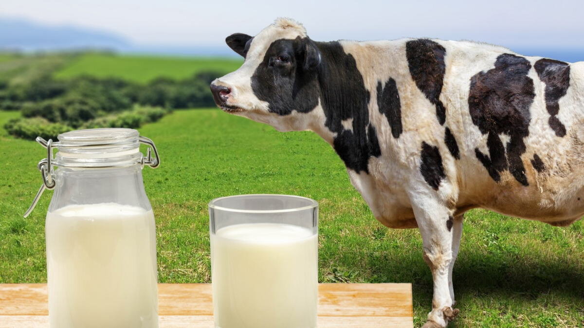 冬休みの国産牛乳・消費拡大応援プロジェクト、コンビニ各社で半額などお得キャンペーン実施